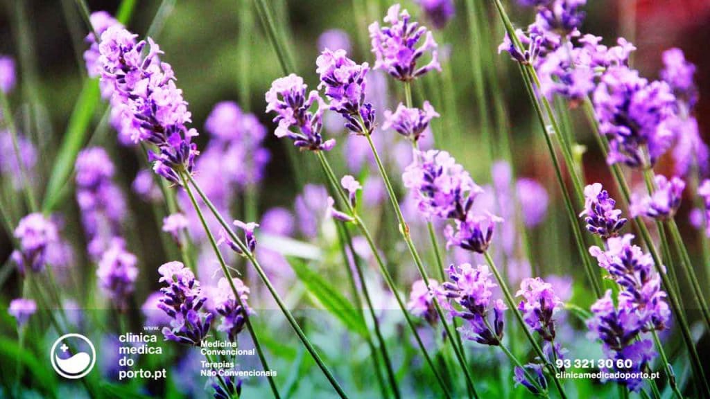 Lavanda ou Alfazema - Clínica Médica do Porto