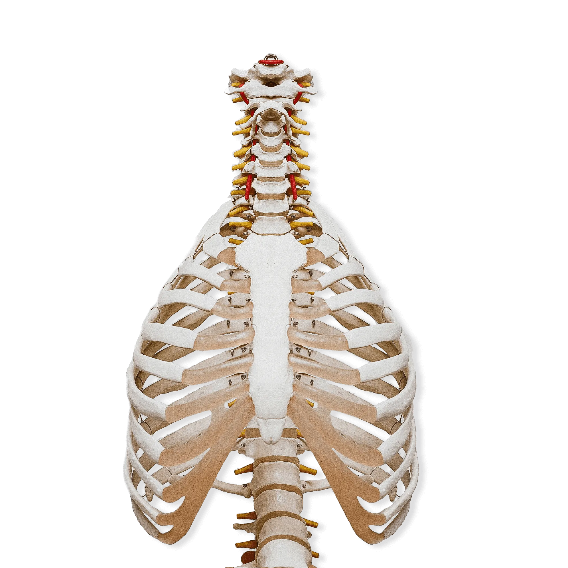 osteopatia-clinica-medica-porto-c9c9cd osteopatia-clinica-medica-porto